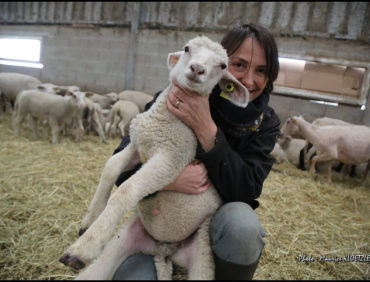 L’agneau dans le pré