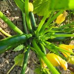 Courgettes