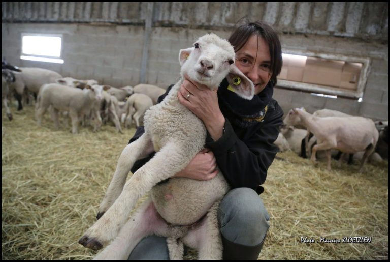 agneau pre01 768x515