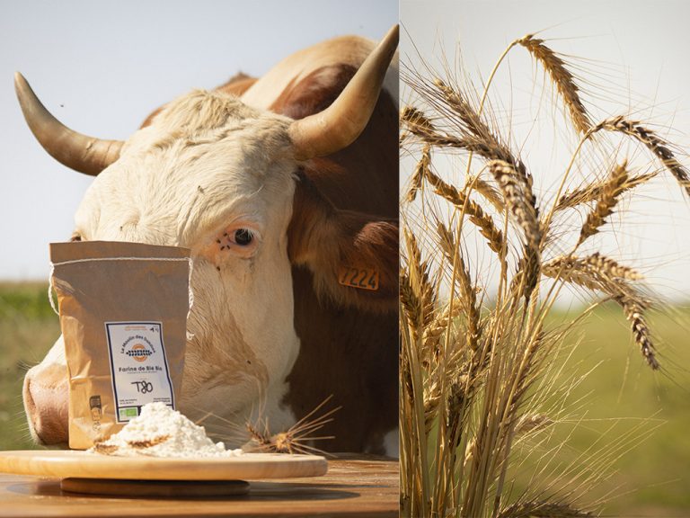 ferme dahlias05 768x576