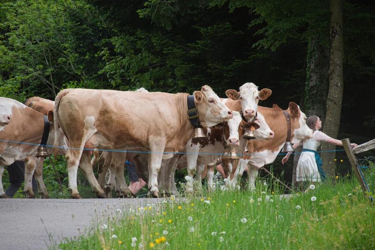 Vache 5Casilda 768x512